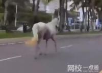 三亚现状:车流稀少 街上白马奔跑 为什么人这么少？