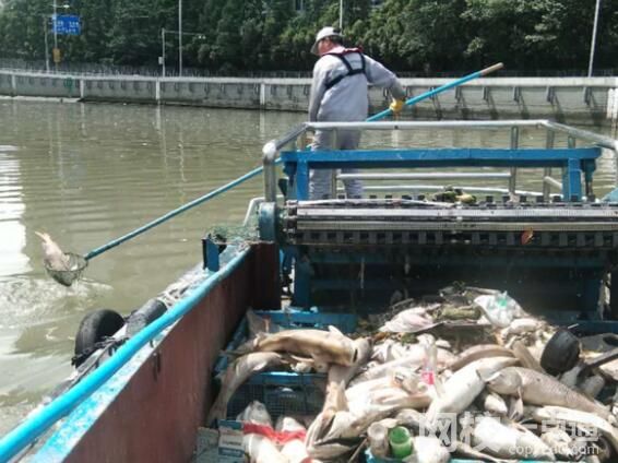 放生成杀生 上海苏州河频现死鱼 到底是怎么死的？