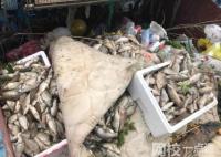 放生成杀生 上海苏州河频现死鱼 原因竟是这样实在太惨了
