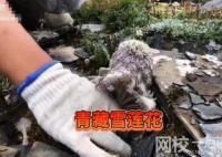 主播疑采摘濒危水母雪兔子被封禁 始料未及真相简直太意外了