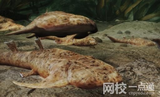 “从鱼到人”有了关键证据 证据揭开令人震惊