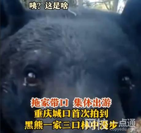 重庆拍到黑熊一家三口林中漫步 画面中黑熊憨态可掬实在可爱