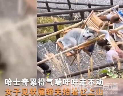 主人雇轿夫抬累瘫的哈士奇上山 具体是什么情况?
