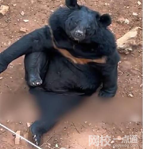 动物园三头黑熊躺平跷二郎腿 具体是什么情况?