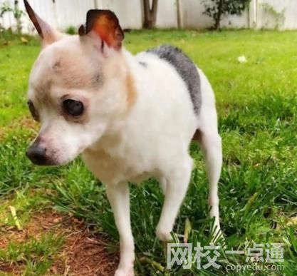 全球最年长的狗去世 终年22岁 她和她的伴侣洛基生下了32只小狗