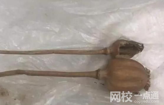 旅客携带罂粟过安检称治胃病 民警对其罂粟壳和罂粟种子进行了收缴