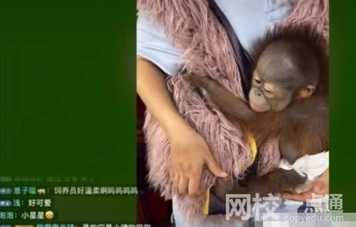 南京一动物园直播筹款:揭不开锅了 开放了一批动物认养