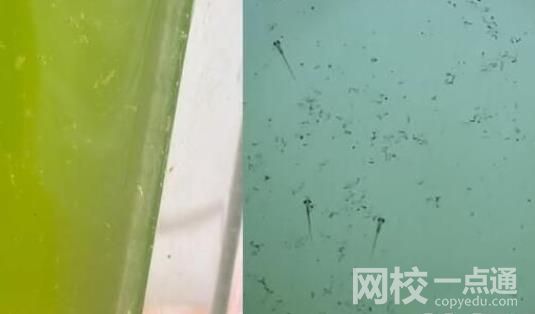 男子放阳台的死水突然变绿长鱼苗 实在是太罕见了