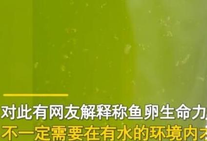 男子放阳台的死水突然变绿长鱼苗 实在是太罕见了