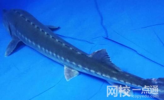 长江鲟遭非法捕捞 嫌疑人:吃了3条 嫌疑人知道捕捞水生野生动物违法