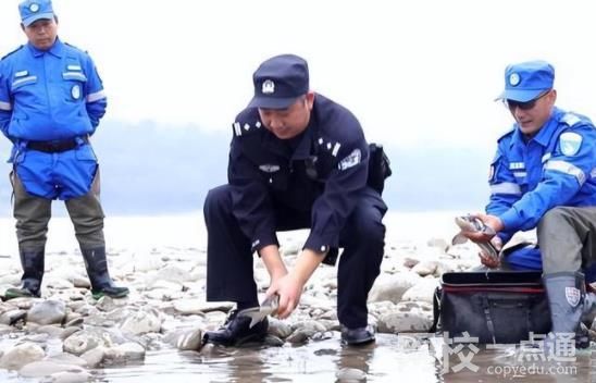 长江鲟遭非法捕捞 嫌疑人:吃了3条 警方共抓获非法捕捞犯罪嫌疑人9名