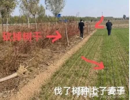 河北安平1.5万棵树遭砍伐 粗略估计直接损失500多万元