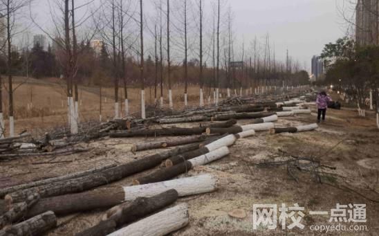 河北安平1.5万棵树遭砍伐 具体是什么情况?