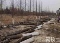 河北安平1.5万棵树遭砍伐 粗略估计直接损失500多万元
