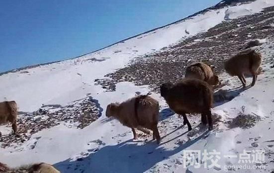 极寒天气致新疆阿勒泰7名工人遇难 积雪厚度达1米以上实在吓人