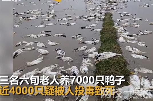 老人养的近4000只鸭子被投毒 损失将近十几万实在是令人气愤
