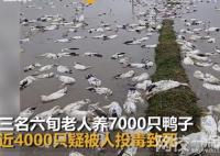 老人养的近4000只鸭子被投毒 老人平日和善究竟是什么人歹毒至此