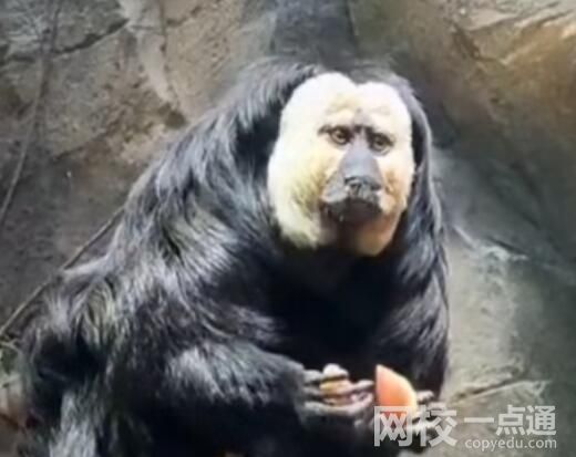 动物园回应白面僧面猴长相炸裂 究竟是怎么回事？