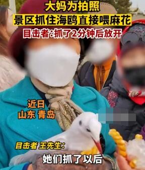 大妈为拍照景区抓住海鸥喂麻花 究竟是怎么回事？