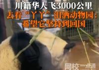 川籍华人飞3000公里看丫丫哭了 内幕曝光简直太意外了