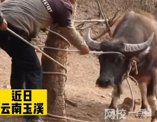 叔侄争牛花费近万元给牛做亲子鉴定 究竟是怎么回事？
