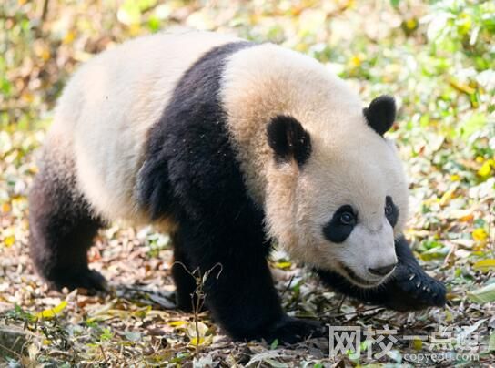 大熊猫宝新因急性重症胰腺炎离世 背后真相实在让人惊愕