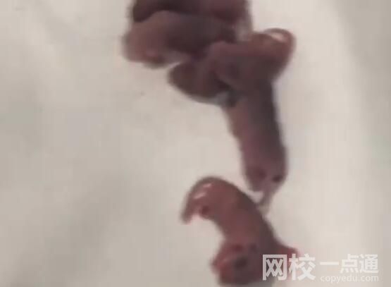 男子在电竞酒店枕头下发现一窝老鼠 原因竟是这样太崩溃了