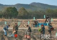 这群年轻人 在综艺节目中“种地” 背后真相实在让人惊愕
