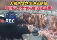 黑牛闯入分割室工人四处逃窜 始料未及真相简直太可怕了