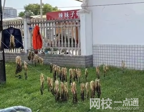 校内晒实验用芥菜被人偷走大半 原因竟是这样简直太无奈了