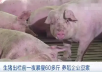 警方回应生猪一夜“暴瘦”60多斤 240斤左右的猪变成了180斤