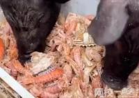 男子给猪喂皮皮虾螃蟹 究竟是怎么回事？