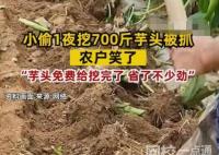 小偷1夜挖700斤芋头被抓 农户笑了 原因竟是这样令人兴奋不已