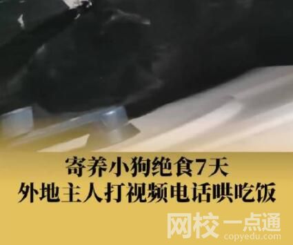 主人外出打工 狗子连续绝食7天 画面曝光实在让人泪崩