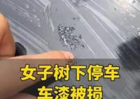 女子将车停在槐树下车漆被腐蚀 这也太无奈了