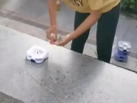 河北一女子在小区放生蟑螂 为什么引热议？