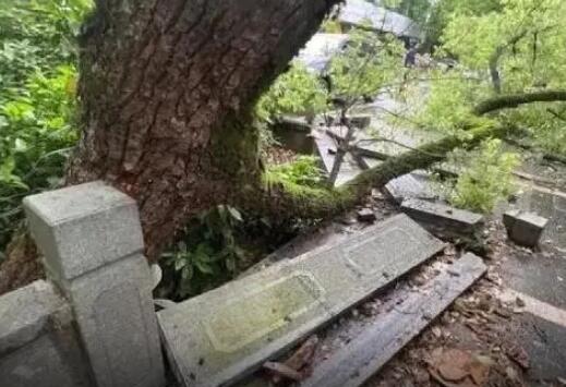 西湖边500年古樟树被撞断该怎么赔 到底有多贵？