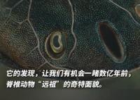 考古发现4亿年前人类四肢线索 实在太罕见了