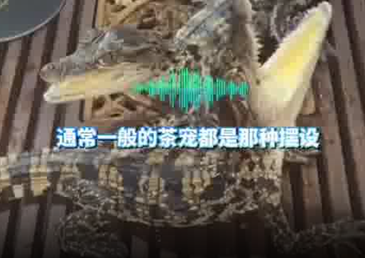 男子养2条活体mini鳄鱼当茶宠 实在太吓人了