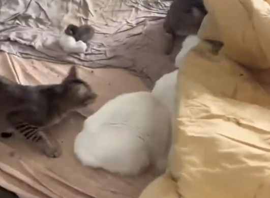 租客失联留下13只猫 这也太无语了