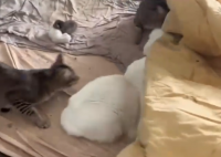 租客失联留下13只猫 这也太无语了