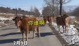 女子路遇牛儿堵路 礼貌打招呼通过 这也太搞笑了吧