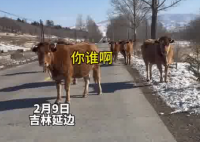 女子路遇牛儿堵路 礼貌打招呼通过 这也太搞笑了吧