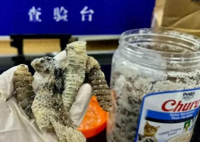 海关查获1.2公斤生腌响尾蛇 到底是什么样的？