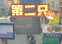 流浪猫生产后把小猫崽叼给店主 实在太感人了