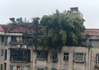 长沙一小区楼顶被种出茂密“丛林” 这也太罕见了