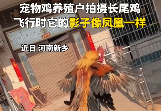 小伙养的长尾鸡酷似凤凰 到底是什么样的？