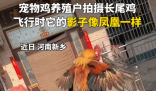小伙养的长尾鸡酷似凤凰 到底是什么样的？