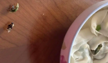 盒马馄饨疑吃出蟑螂 当地市监局回应 究竟是不是真的？