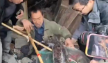 村民老屋拆迁挖出近40斤重娃娃鱼 这也太罕见了